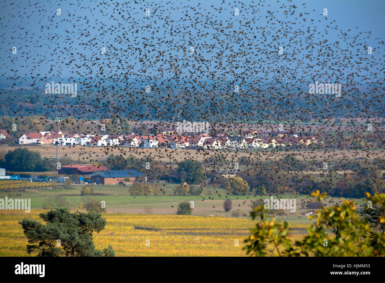 Vista la Vosges Foto Stock