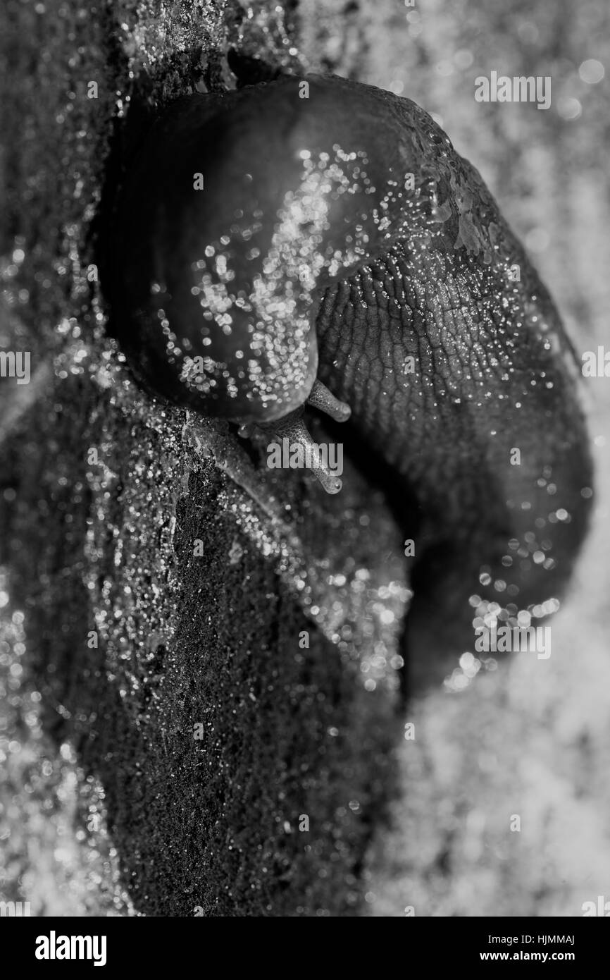 Slug in ambiente naturale, nota leggera profondità di campo Foto Stock
