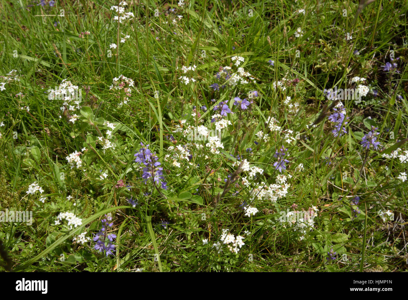 Heath fiori sulla brughiera al di sopra di Nant Irfon Foto Stock