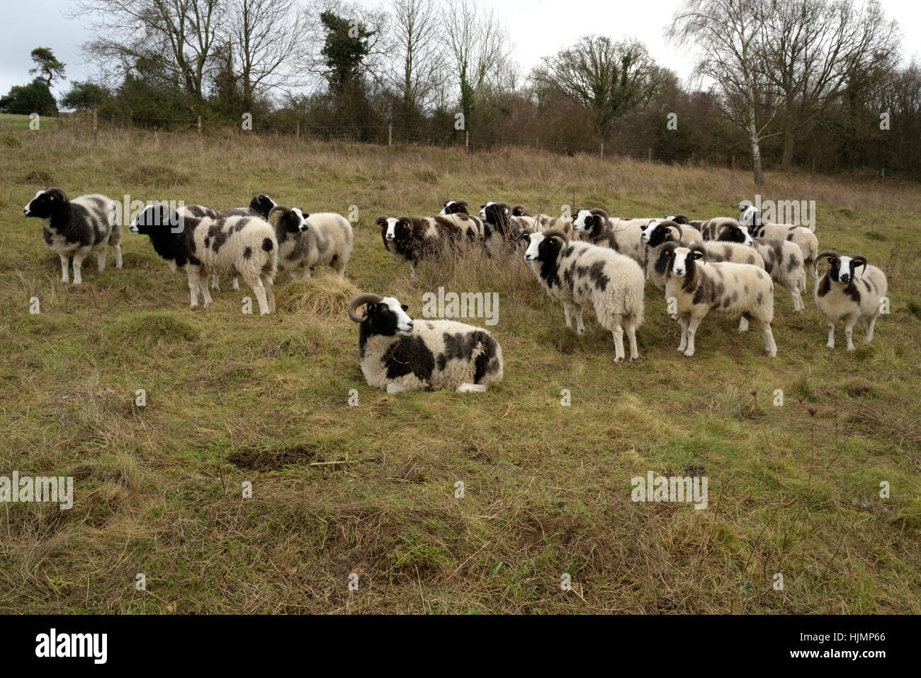 Jacob Sheep Foto Stock