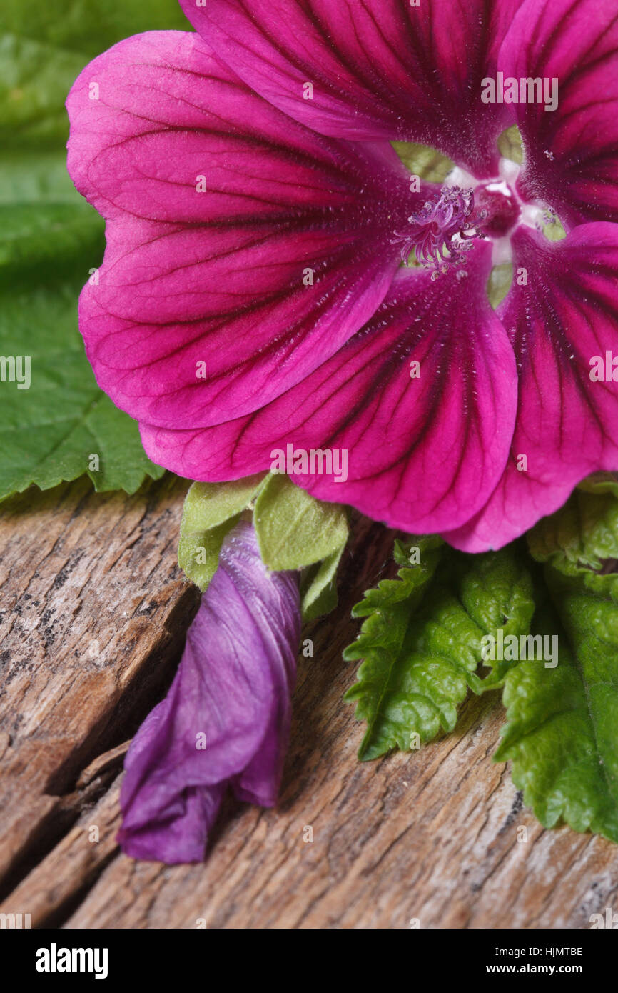 Vivace fiore rosa malva selvatica con un bocciolo macro su una tavola di legno verticale. Foto Stock