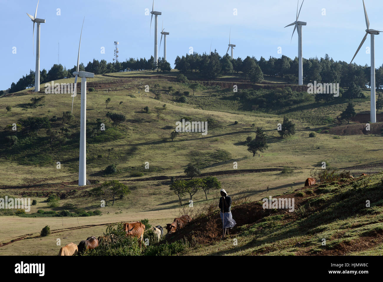 KENYA, Nairobi, Ngong Hills, 25,5 MW Wind Power Station con Vestas e Gamesa turbine a vento, di proprietà e gestito da KENGEN Kenya di generazione di elettricità in azienda, pastore con mucche / KENIA, Ngong Hills Windpark, Betreiber KenGen Kenya di generazione di elettricità in azienda Vestas mit und Windkraftanlagen Gamesa, junge Hirtin mit Kuehen Foto Stock