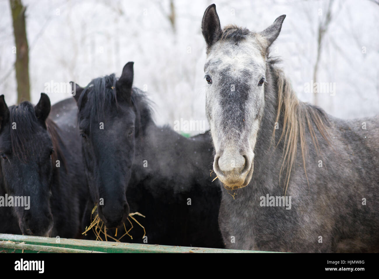 Lipizzan cavallo, il Ritratto di un cavallo adulto Foto Stock