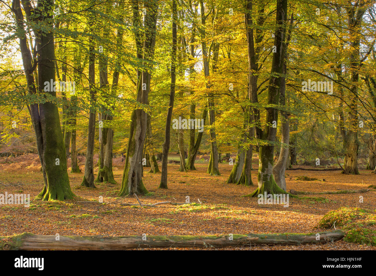 I colori autunnali, la foresta di faggio, New Forest, Hampshire Foto Stock