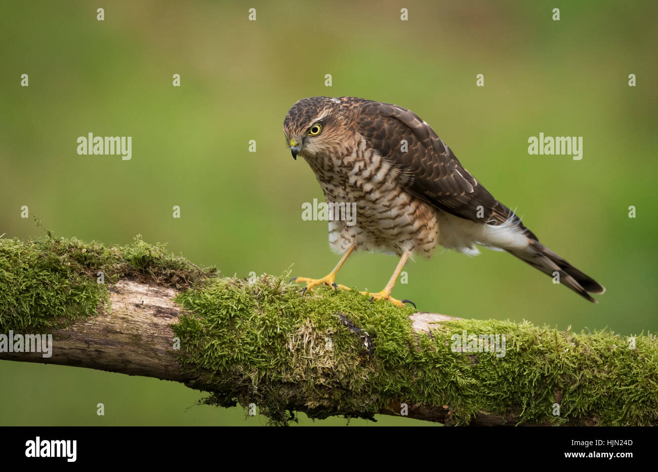 Un juvenille Sparviero su un ramo Foto Stock