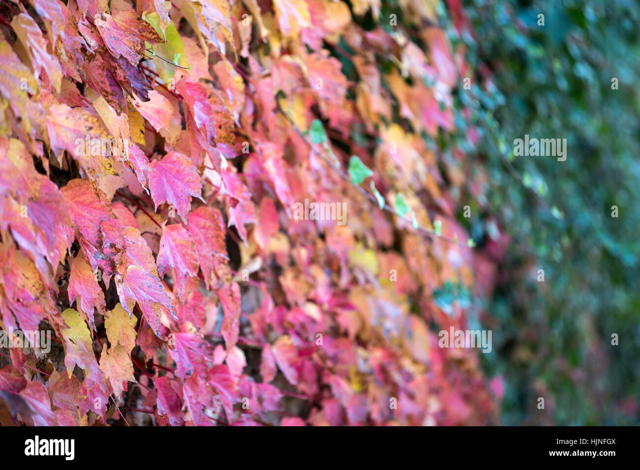 Colorato Foglie di autunno insieme con foglie verdi in Canakkale, Turchia Foto Stock