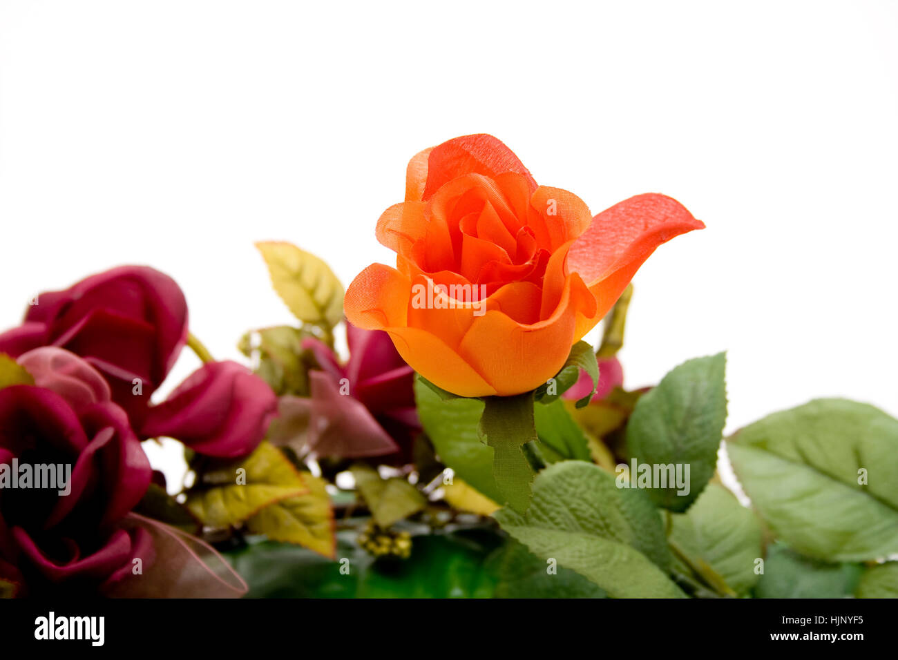 Fiore, impianto, rose, bloom, blossom, fiorire, fiorente, foglie garland, Foto Stock