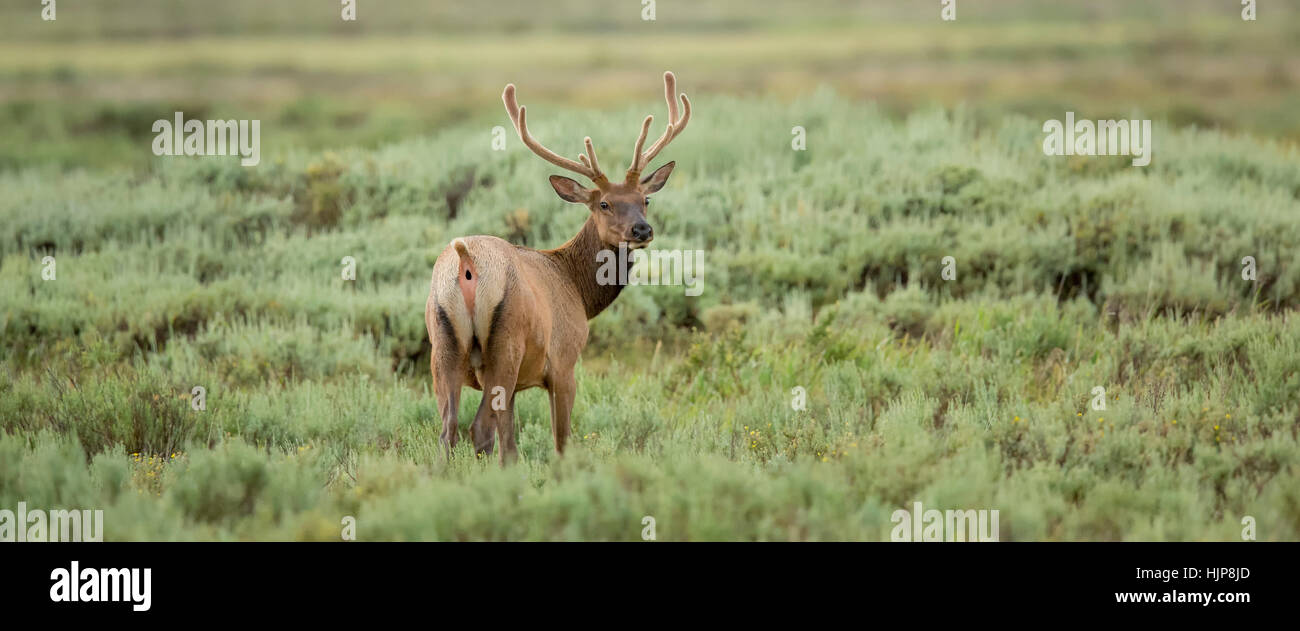 Rocky Mountain Elk rovistando nel Parco Nazionale di Yellowstone Foto Stock