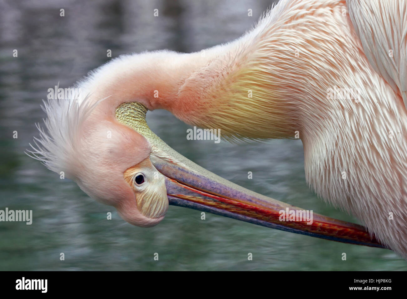 Il becco, Pelican, becchi, rosa, ritratto, il becco, sfumatura, waterfowls, furbish, Foto Stock