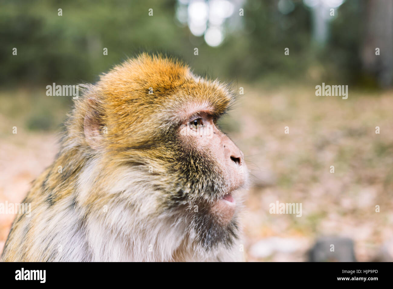 Profilo laterale del volto, barbary Macaque monkey, Ifrane, Marocco Foto Stock