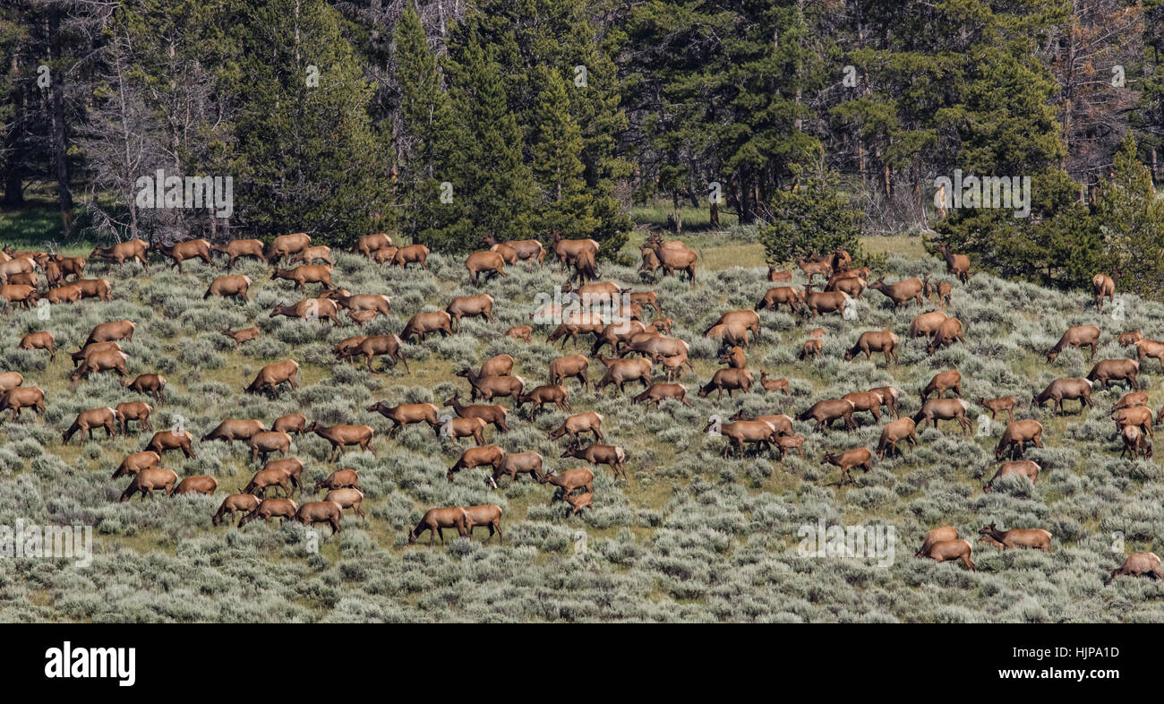 Rocky Mountain Elk allevamento nel Parco Nazionale di Yellowstone Foto Stock