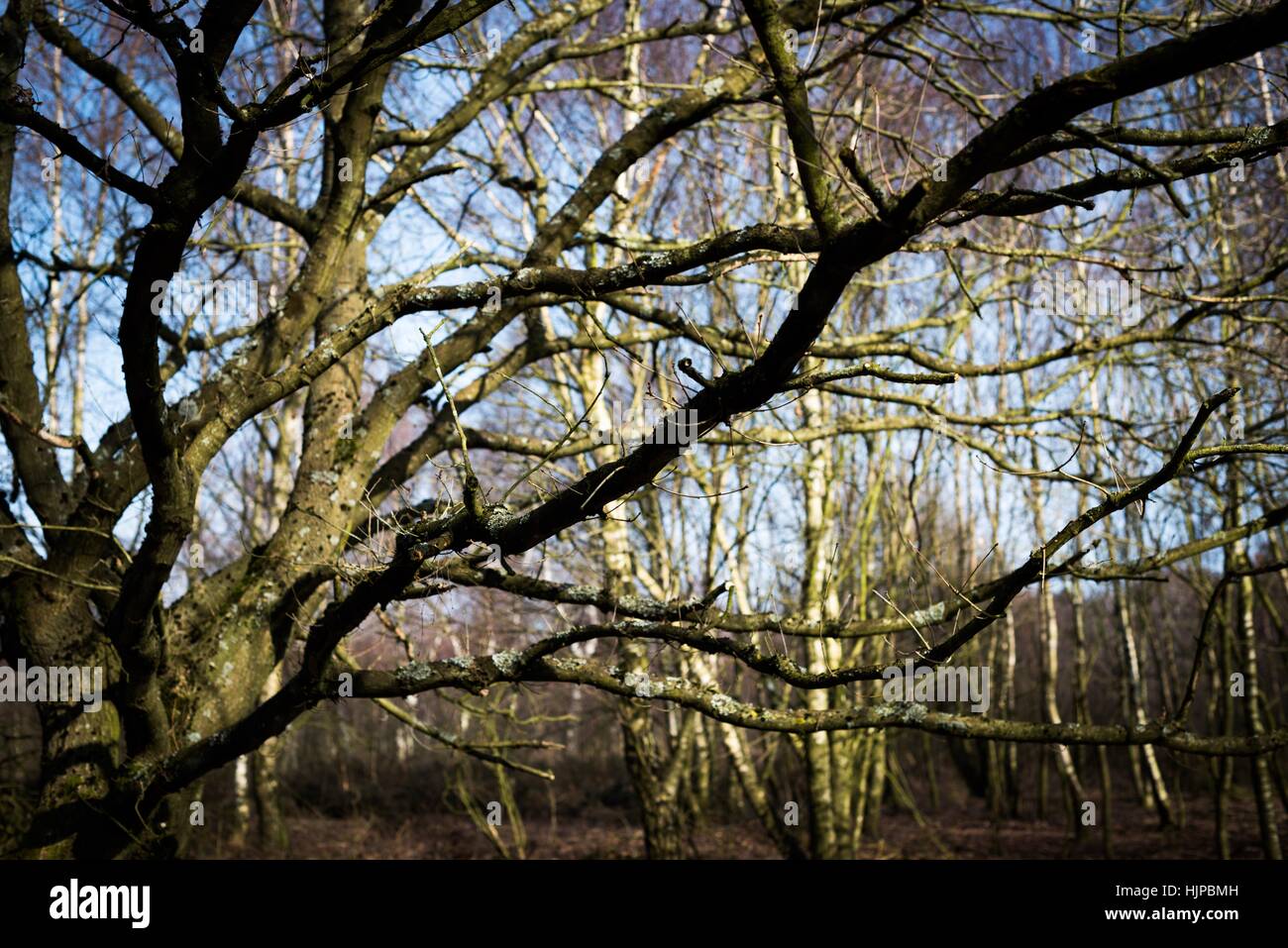 Sutton Park si trova a 6 miglia a nord del centro di Sutton Coldfield. Il parco è un buon posto per una ricreazione attiva. Foto Stock