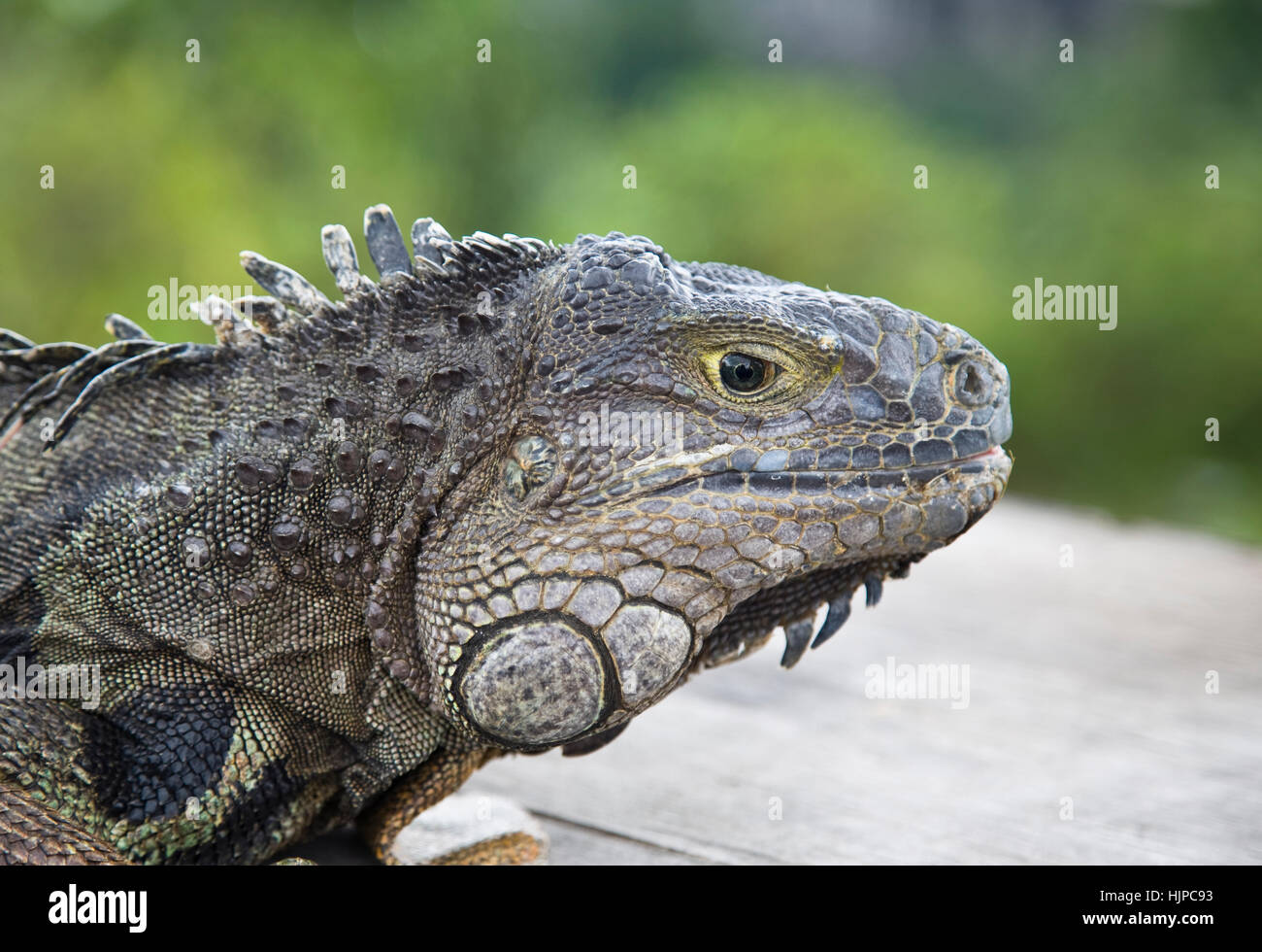 Animali, rettili, anfibi, fauna, Asia, lucertola, Bali, Indonesia, la fauna selvatica, Foto Stock