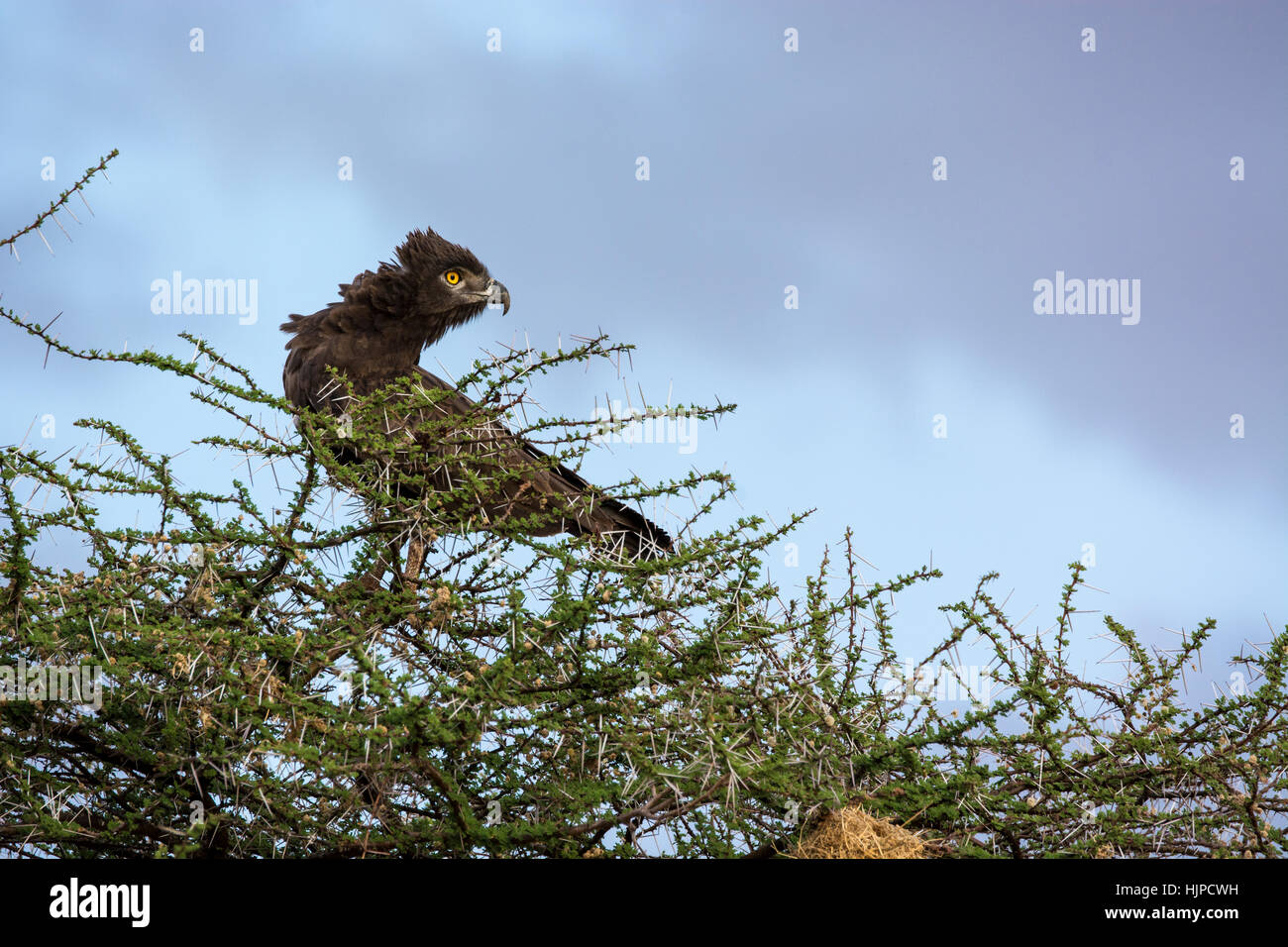 Profilo di un selvaggio Aquila Marziale, Polymaetus bellicosus, sotto un cielo tempestoso, Bufalo Springs Game Reserve, Samburu, Kenya, Africa, feroce Aquila marziale Foto Stock