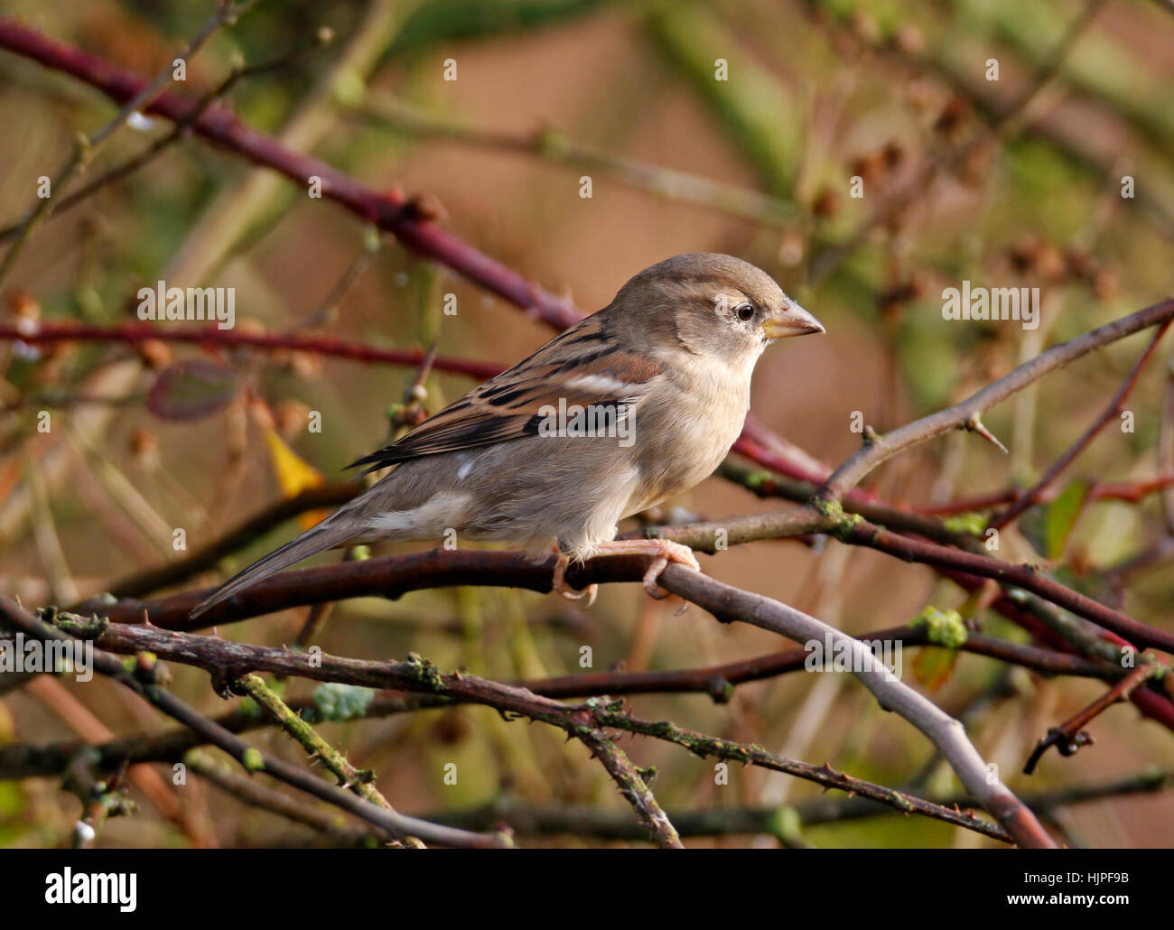 Casa Passero (Passer domesticus),arroccato nella struttura ad albero Foto Stock