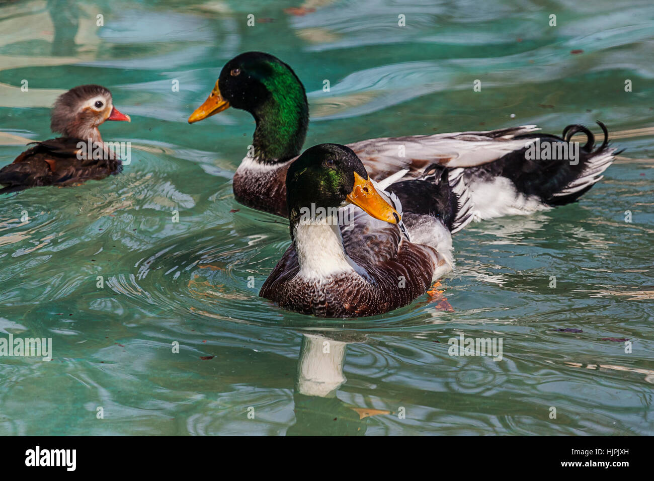 Anatra in zoo Bor Serbia Foto Stock