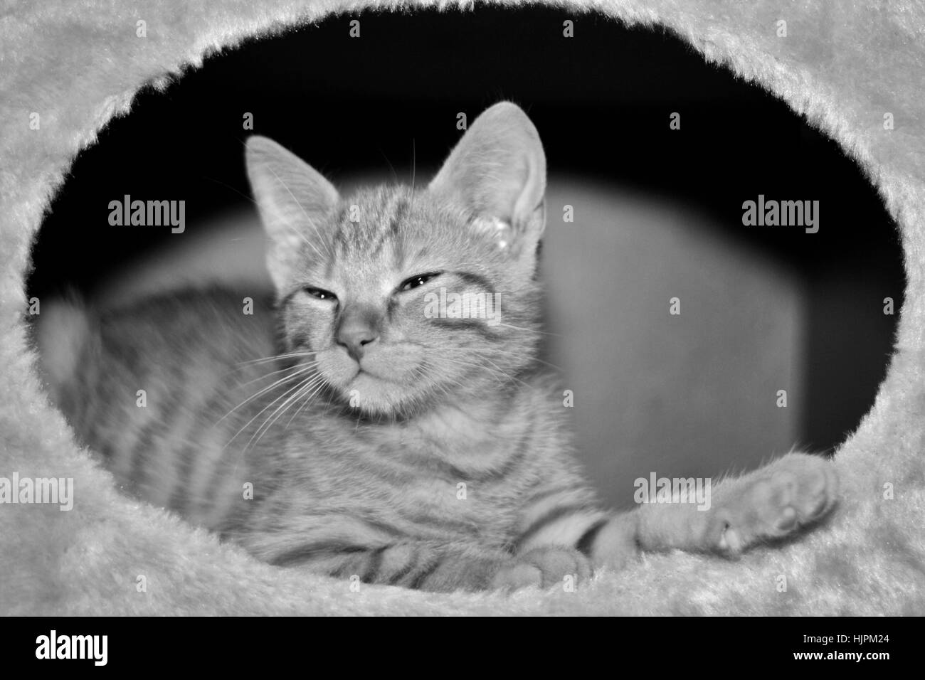 European Shorthair cat Foto Stock