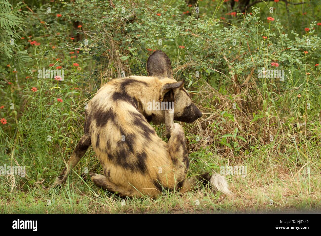 African Wild Dog graffiare Foto Stock