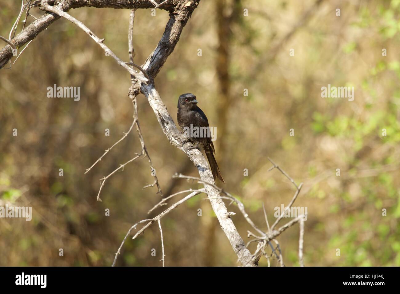 Forcella-tailed drongo si appollaia su albero Foto Stock