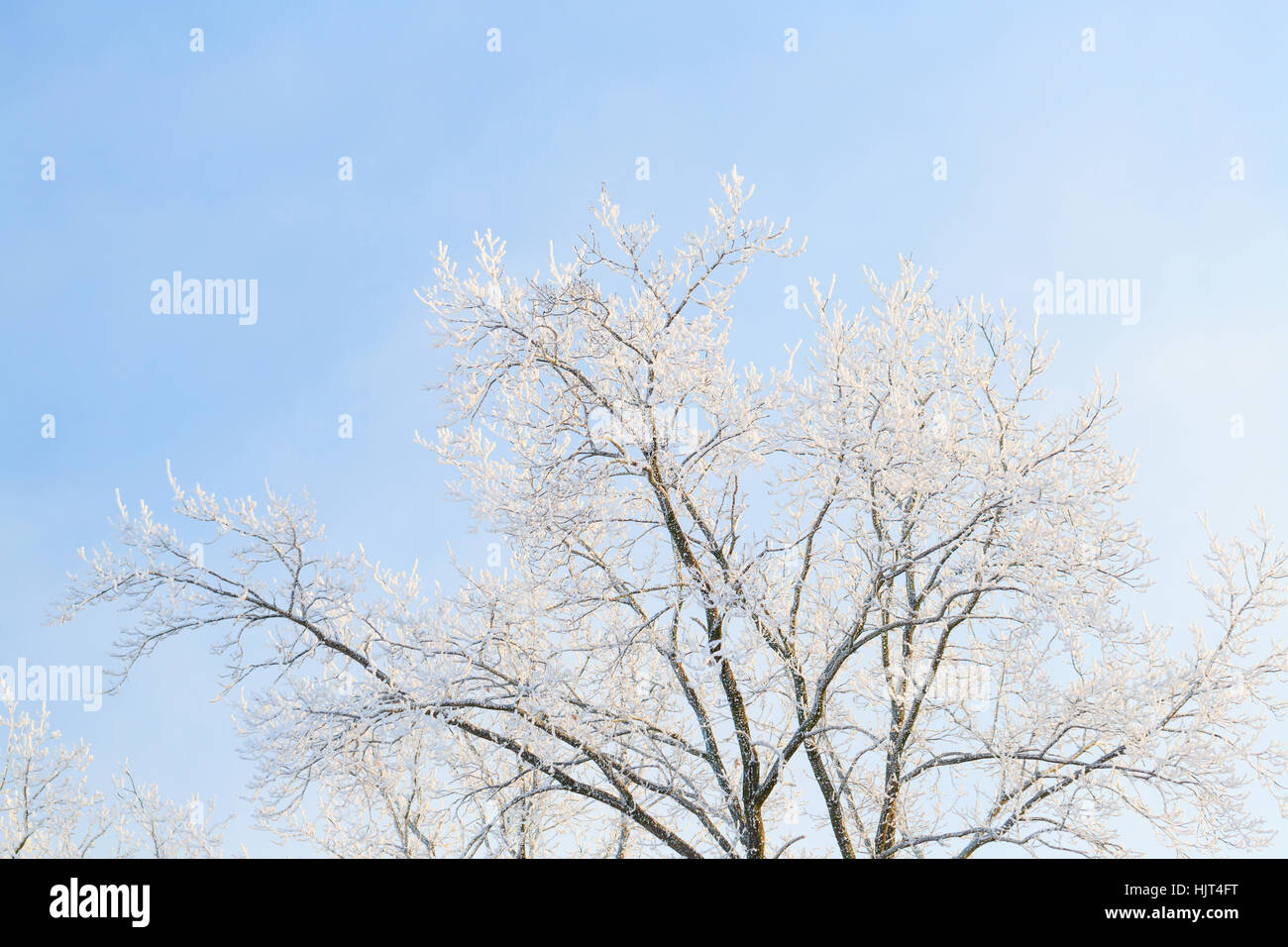 Fredda giornata invernale, bella brina e la brina su alberi Foto Stock