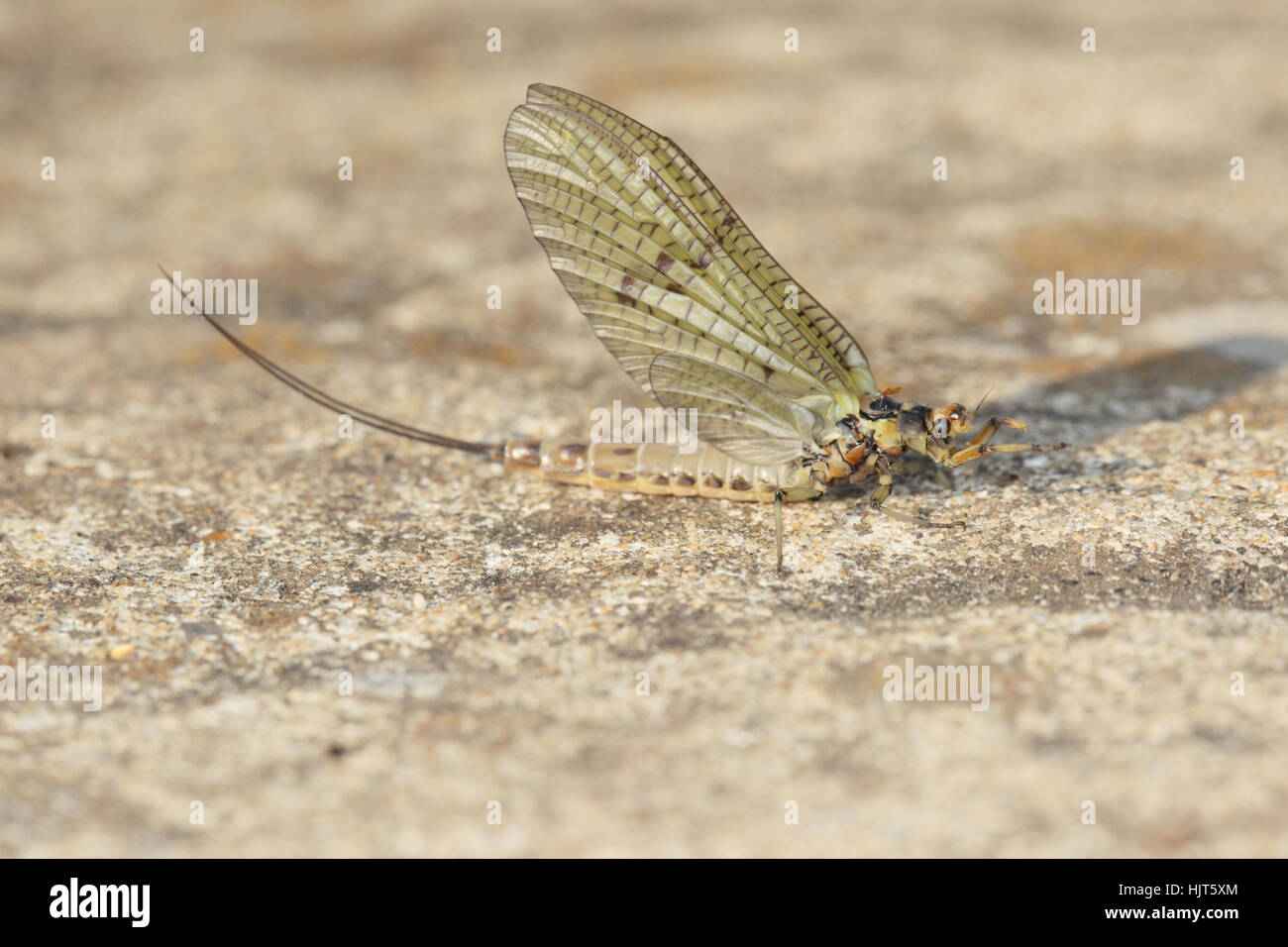 Green Drake Mayfly (Ephemera danica) - Un recentemente emerso adulto su una pietra in un giardino suburbano Foto Stock