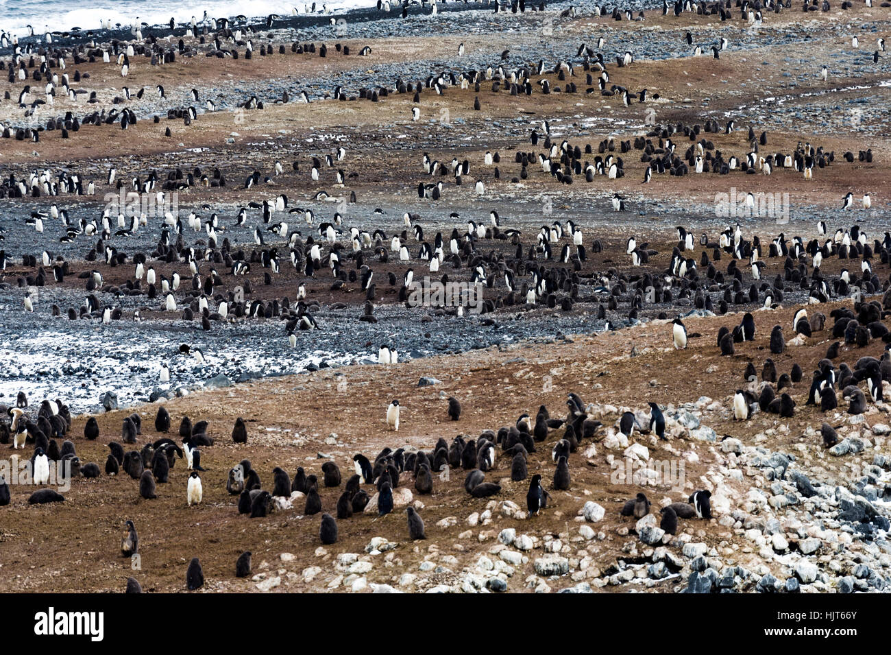 Un allevamento colonia di pinguini Adelie su un isola in Antartide. Foto Stock