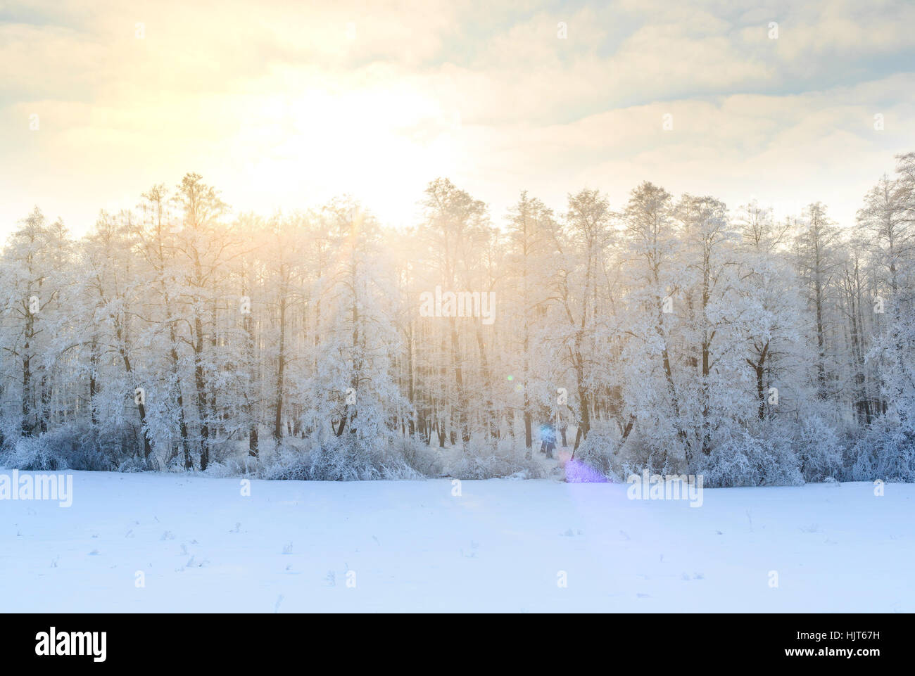 Paesaggio invernale con il verde degli abeti coperti di neve e la luce del sole invernale Foto Stock