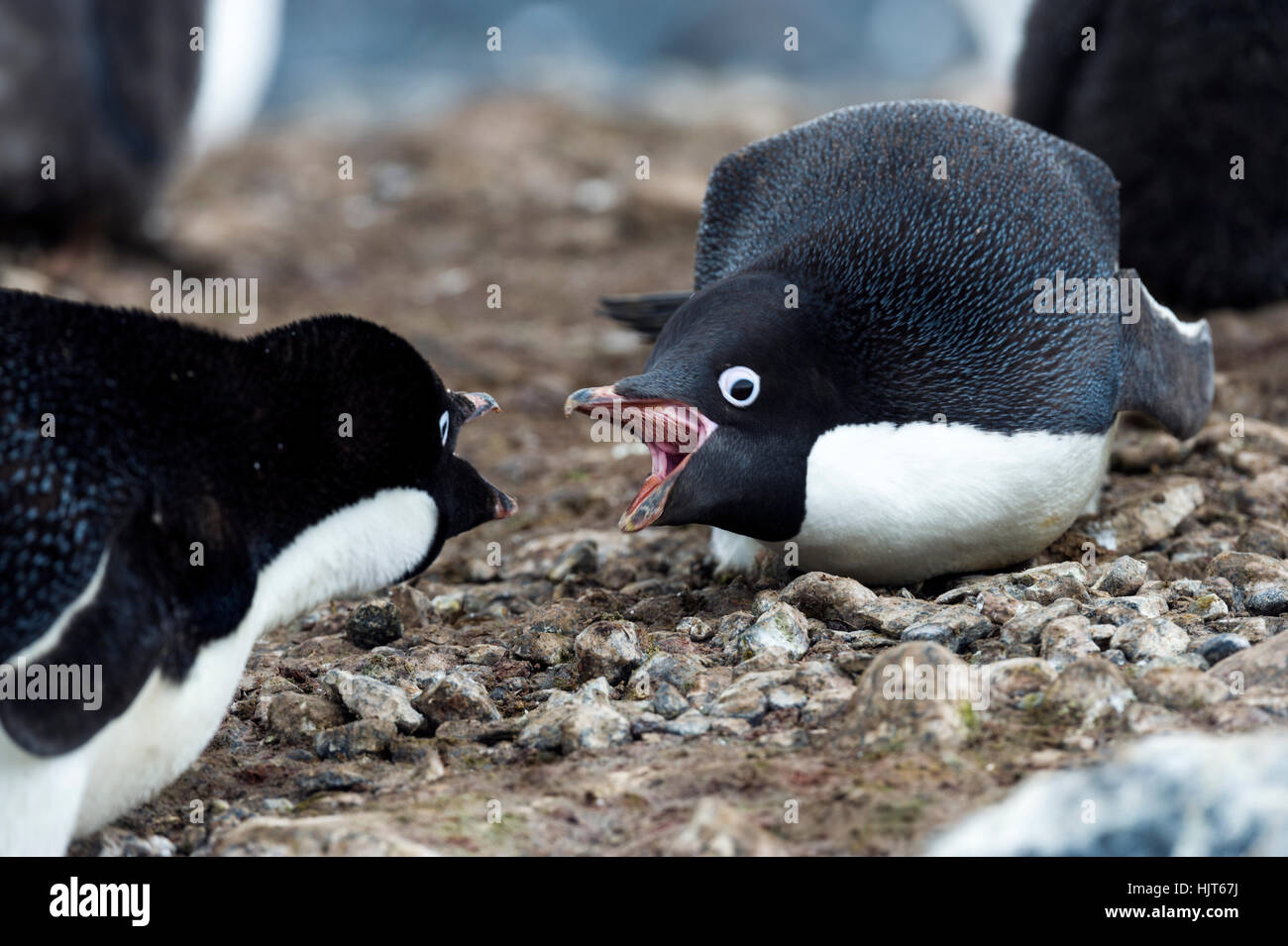Adelie Penguins la lotta in ciottoli utilizzati per fare il nido tumuli. Foto Stock