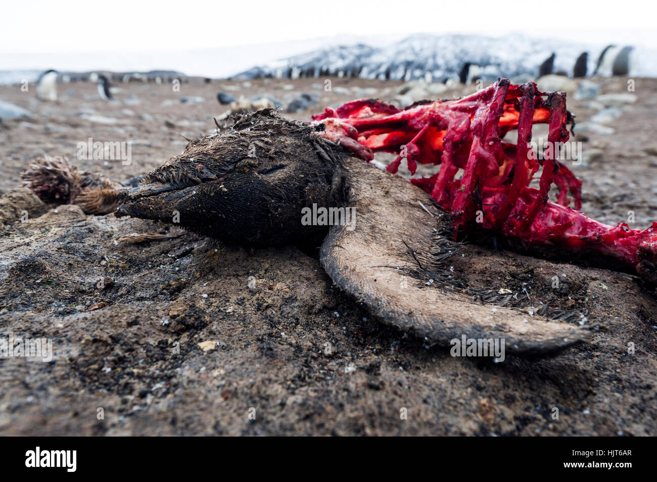 I resti di un morto Adelie Penguin dopo Sud Skua polari sono state alimentando sulla carcassa. Foto Stock