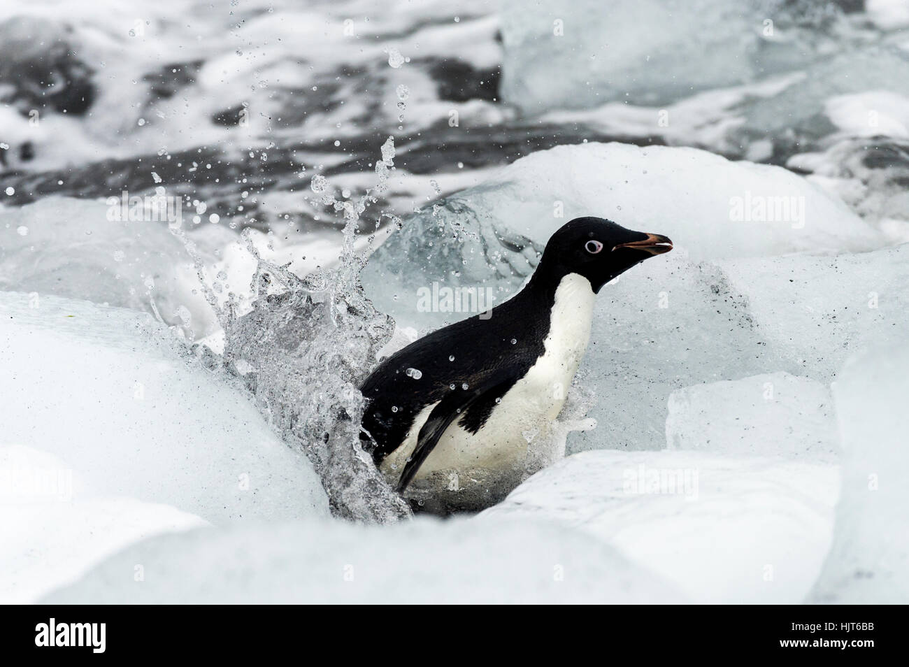 Un Adelie Penguin cercando di raggiungere la riva anche se un campo di massi di ghiaccio. Foto Stock