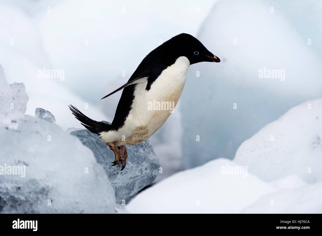 Un Adelie Penguin cercando di raggiungere la riva anche se un campo di massi di ghiaccio. Foto Stock