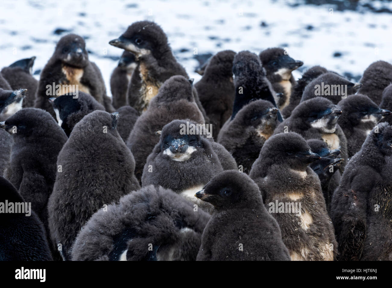 Un presepio di soffici Adelie Penguin pulcini su una spiaggia in Antartide. Foto Stock