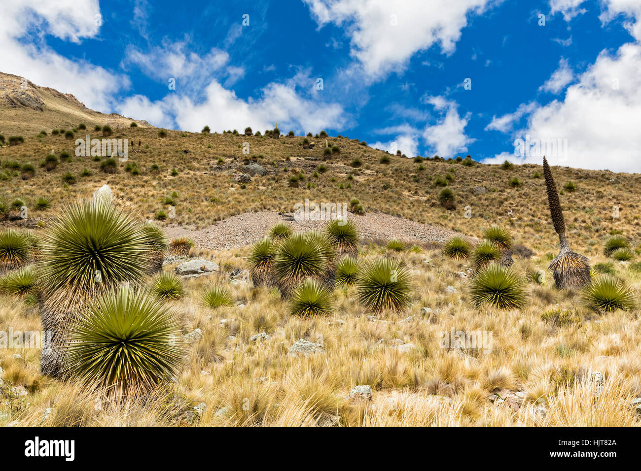 Il Perù, Ande Cordillera Blanca, Parco Nazionale del Huascaran, Puya raimondii Foto Stock