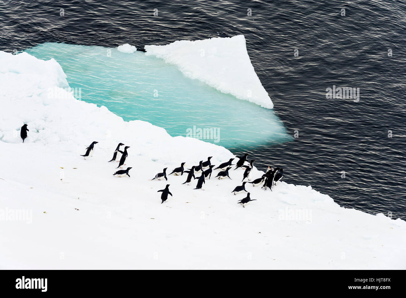 Adelie Penguins preparare per andare a nuotare dal mare bordo di ghiaccio in Antartide. Foto Stock