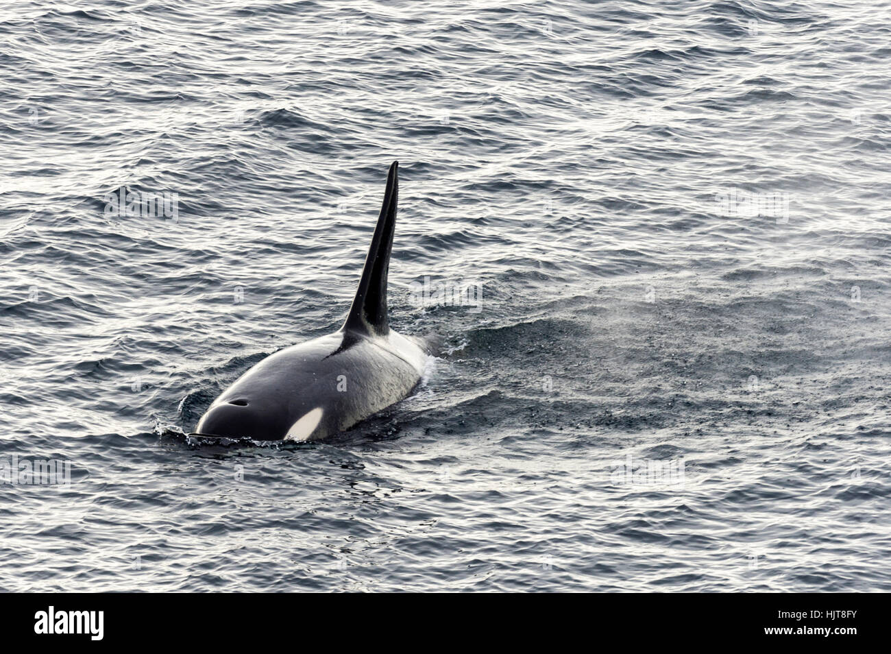 Una balena killer caccia lungo il mare bordo di ghiaccio in Antartide. Foto Stock