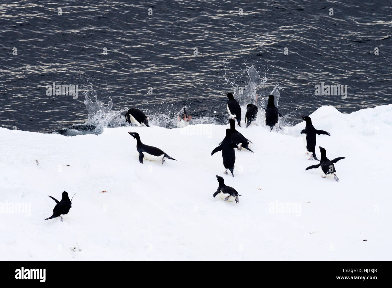 Un gruppo di pinguini Adelie lanciando nell'oceano di alimentazione dal mare di ghiaccio bordo. Foto Stock
