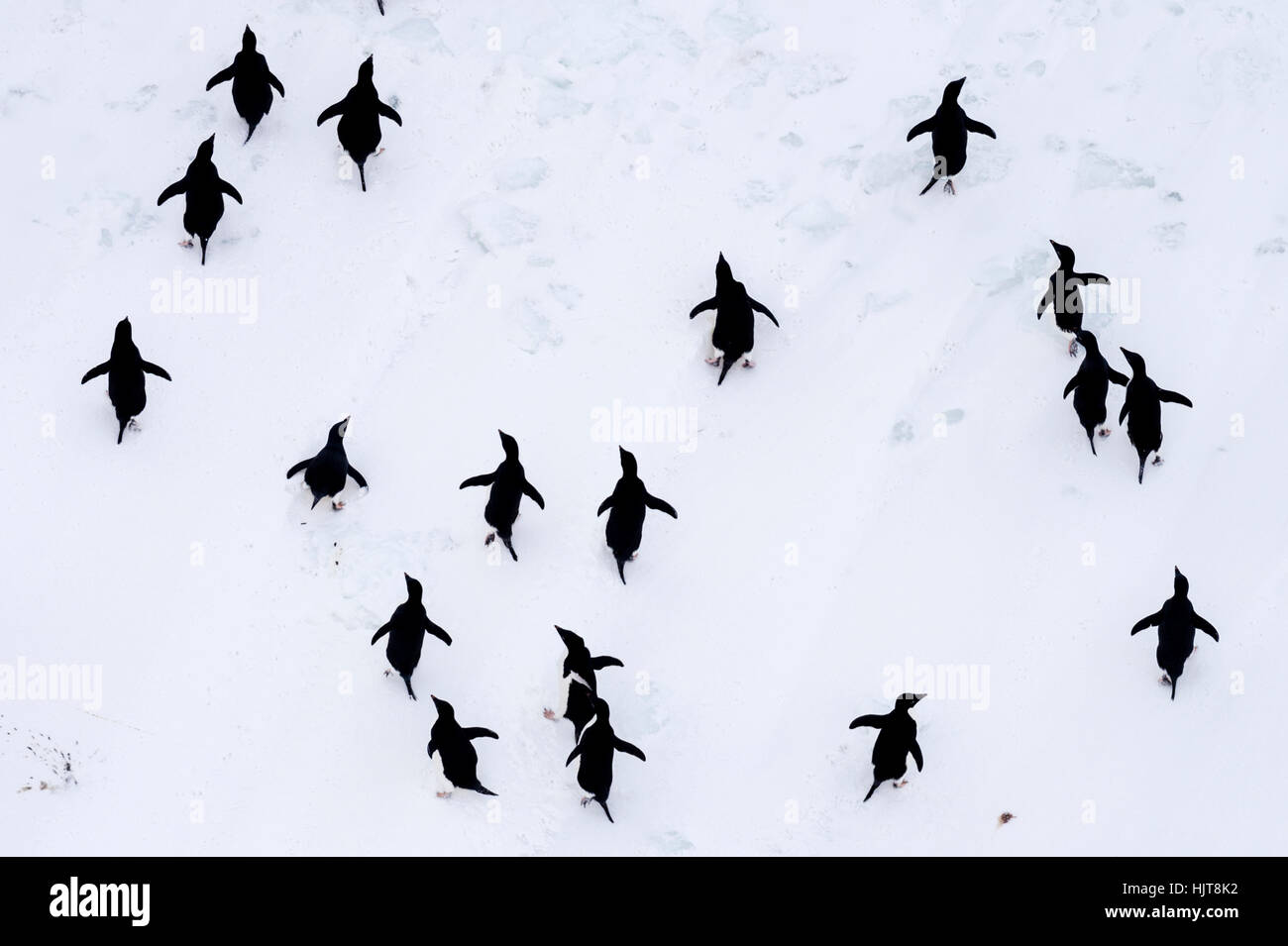Adelie Penguins si spostano in formazione lungo il mare bordo di ghiaccio in Antartide. Foto Stock