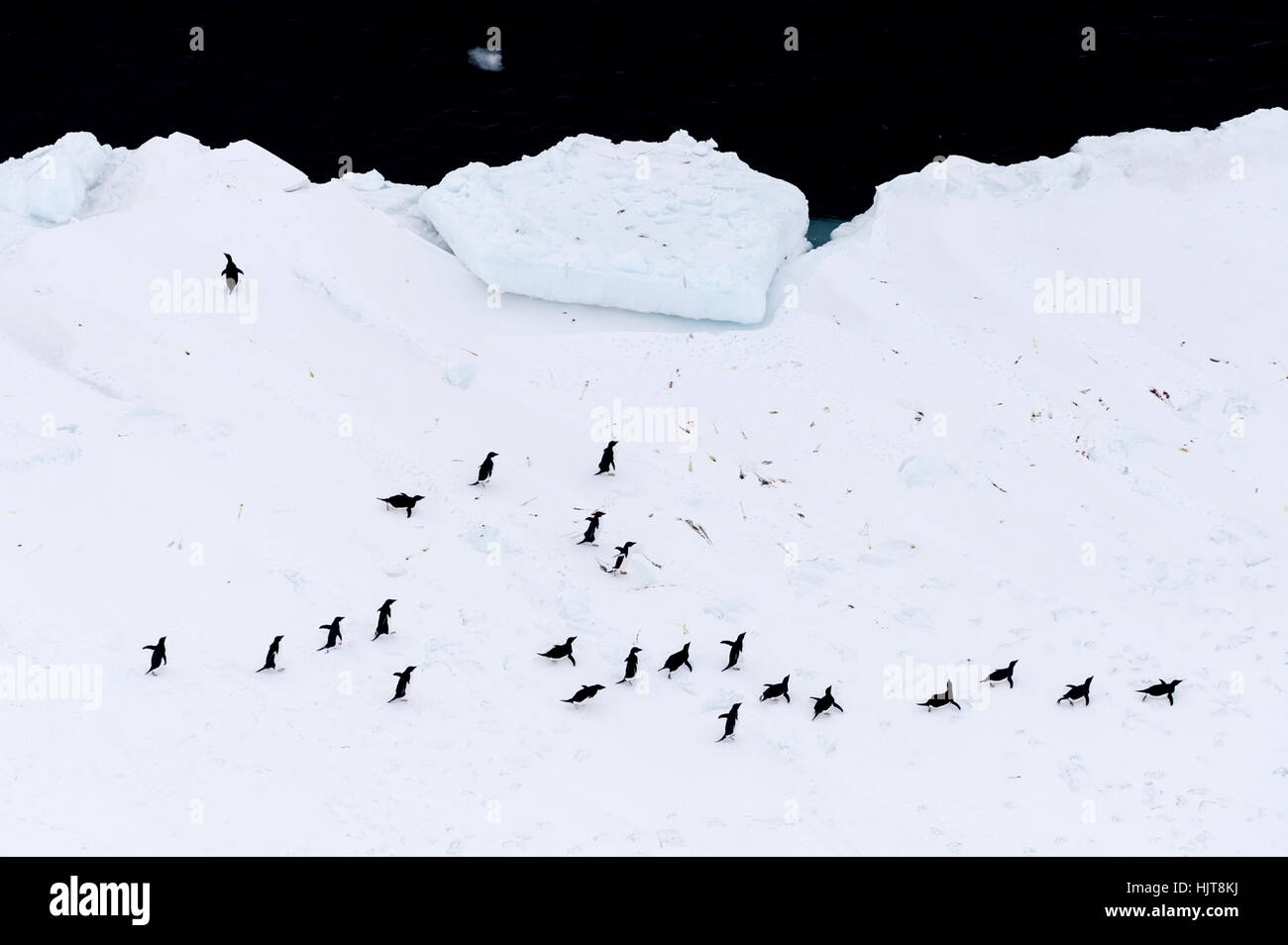 Una colonia di pinguini Adelie raccolti in prossimità del mare bordo di ghiaccio in Antartide. Foto Stock