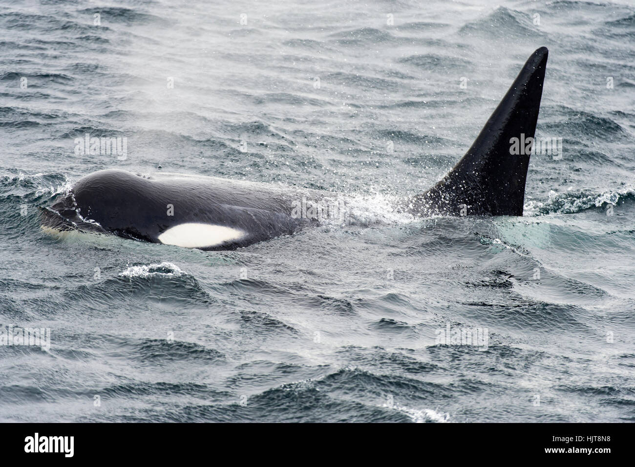 Una balena killer caccia lungo il mare bordo di ghiaccio in Antartide. Foto Stock