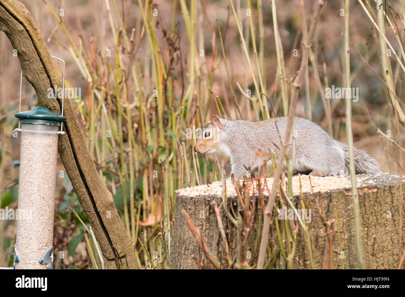 Scoiattolo grigio presso il Bird Feeder Foto Stock