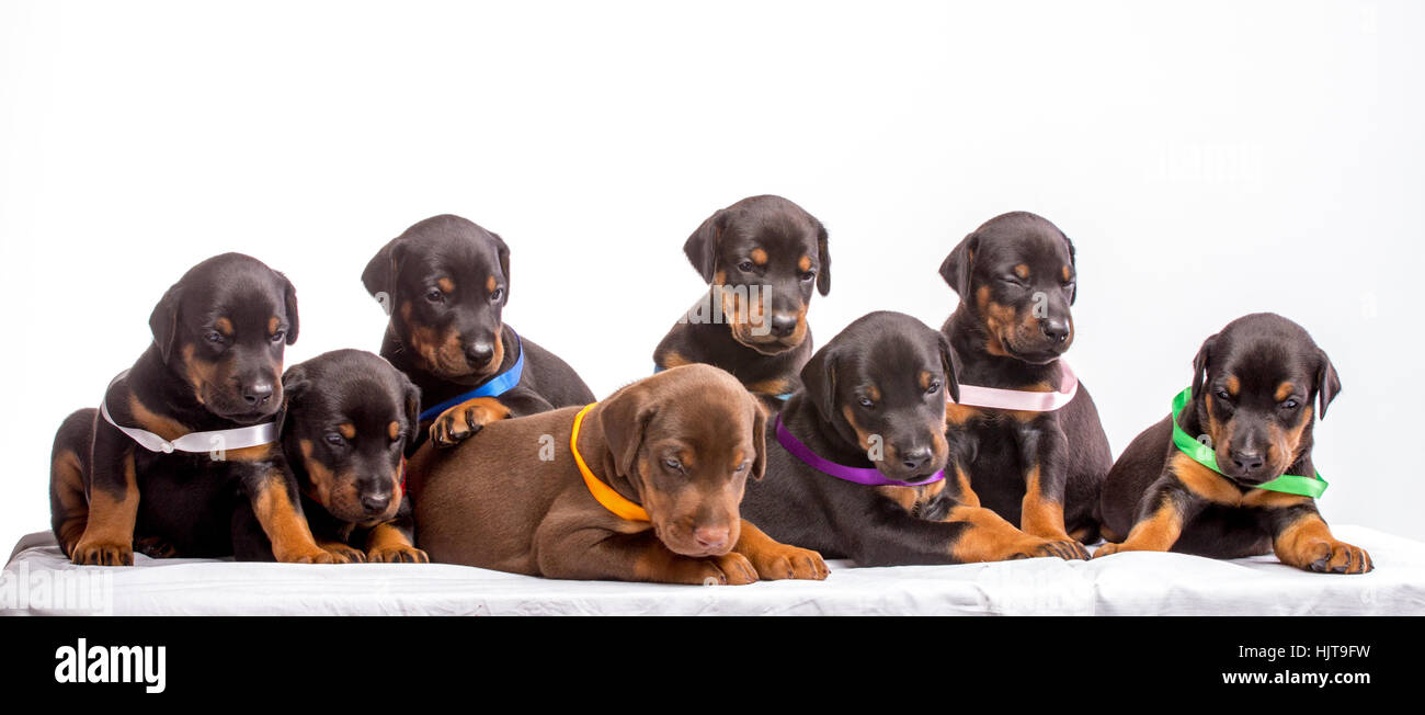 Gruppo di Doberman cuccioli, isolato su sfondo bianco Foto Stock