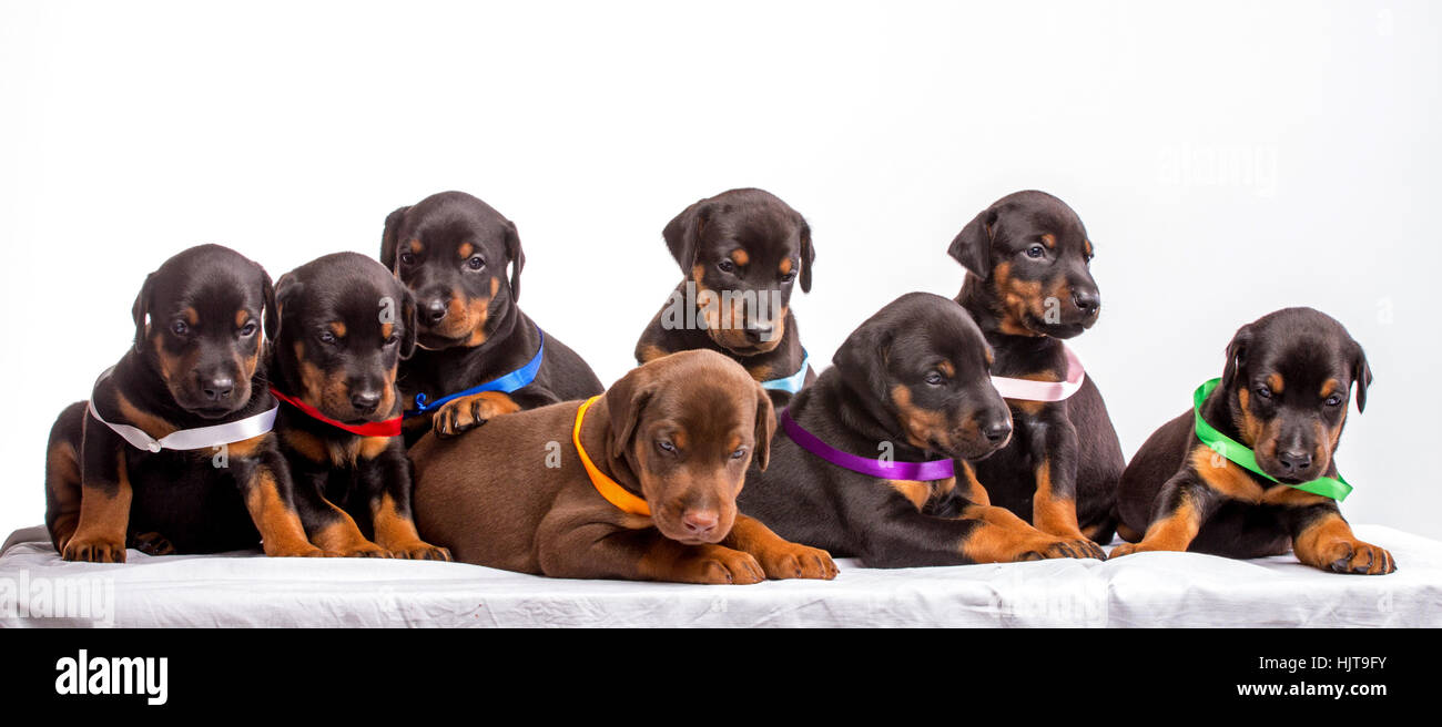 Gruppo di Doberman cuccioli, isolato su sfondo bianco Foto Stock
