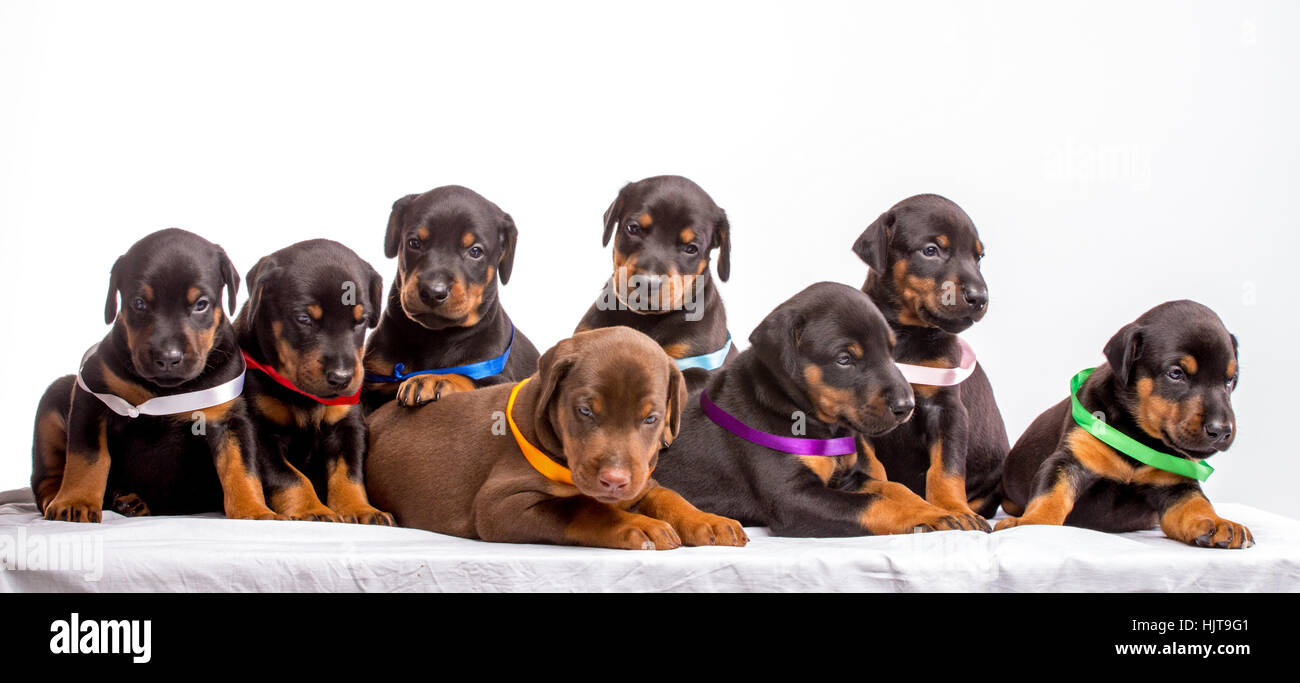 Gruppo di Doberman cuccioli, isolato su sfondo bianco Foto Stock