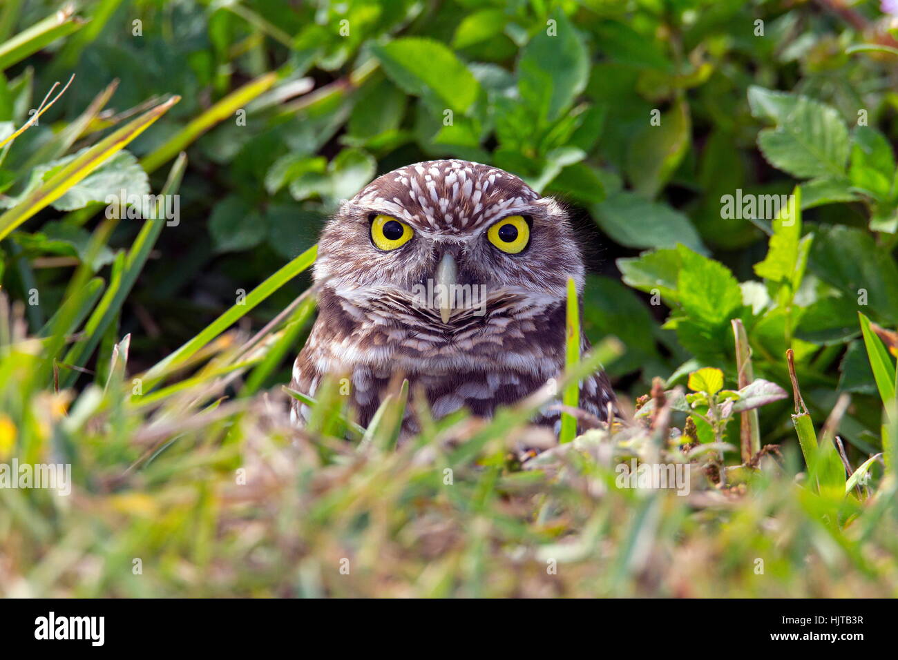 Ritratto di un scavando gufi, Athenhene cunicularia. Foto Stock