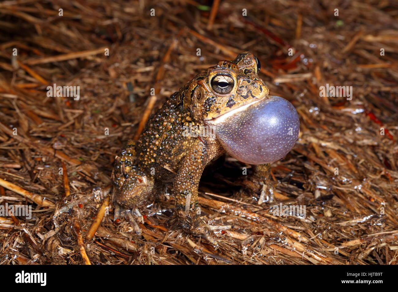 Un rospo meridionale, Anaxyrus terrestris, chiedendo un compagno in una piscina di pioggia. Foto Stock