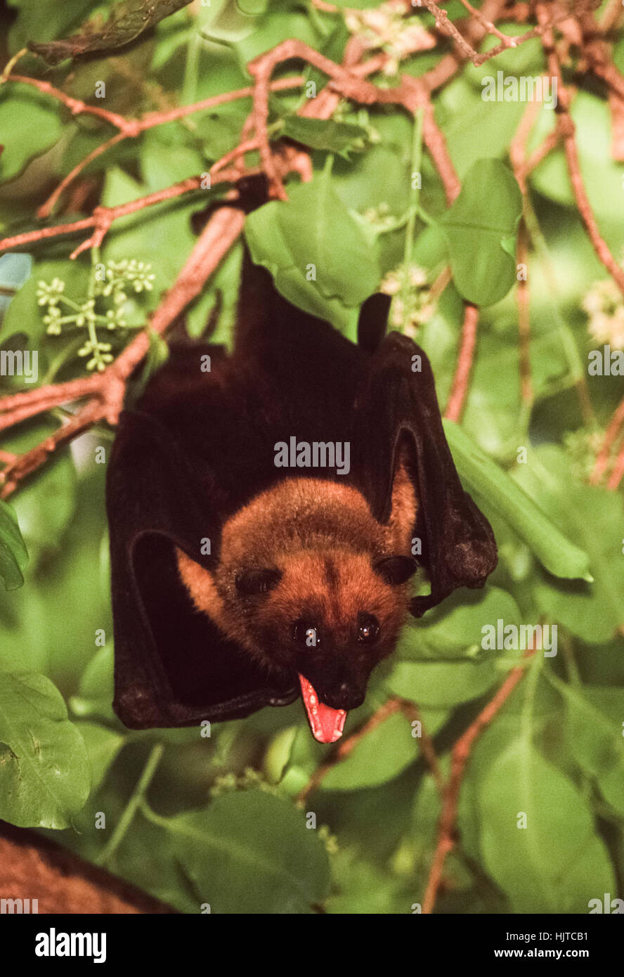 Indian flying fox o maggiore frutto indiano bat,(pteropus giganteus), posatoi in un albero durante il giorno,Rajasthan,l'India Foto Stock