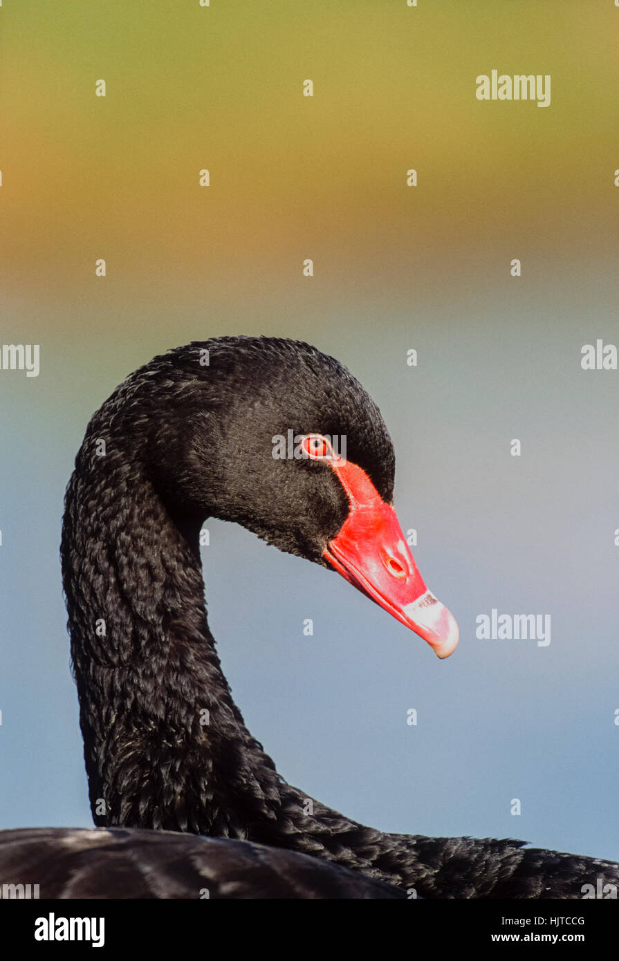 Black Swan,(Cygnus atratus), Nuovo Galles del Sud, Australia Foto Stock