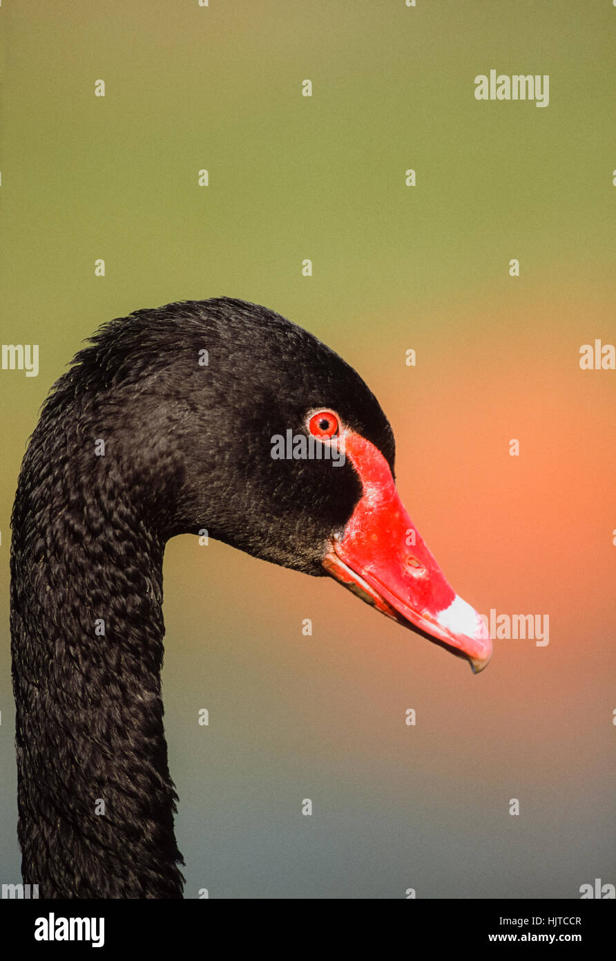 Black Swan,(Cygnus atratus), Nuovo Galles del Sud, Australia Foto Stock
