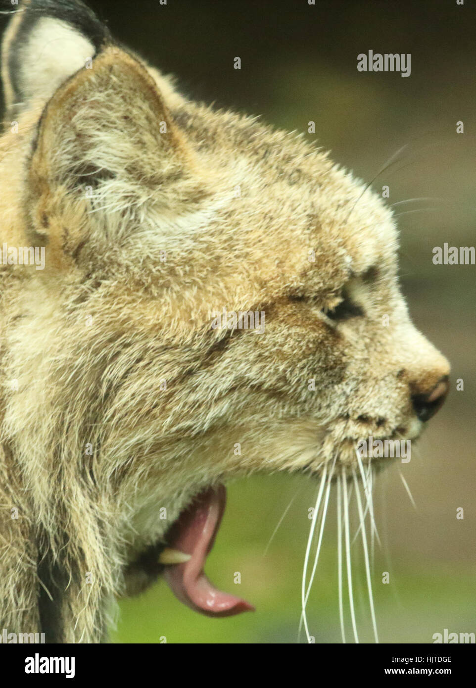 Un Lynx di Canada dando un lungo sbadiglio in Canada. Foto Stock