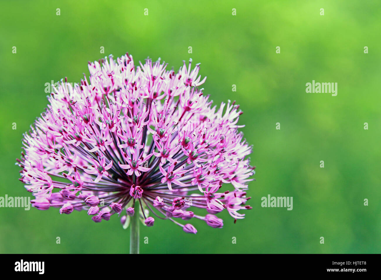 Violetta, porro, alliums, verde, fiori, viola, contrasto, viola, tripudio di Foto Stock